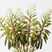 Artificial Agave Flowering Bundle 30cm White Green - Pack of 6 - FLORA DESIGNS