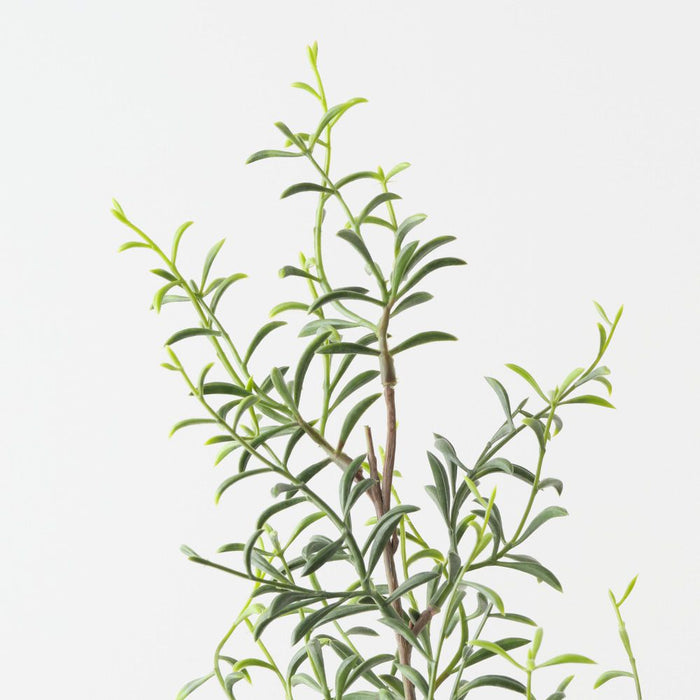 Artificial Senecio Spray 76cm Green - Pack of 12 - FLORA DESIGNS