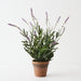 Artificial Lavender Plant 43cm Lilac - Pack of 4 - FLORA DESIGNS