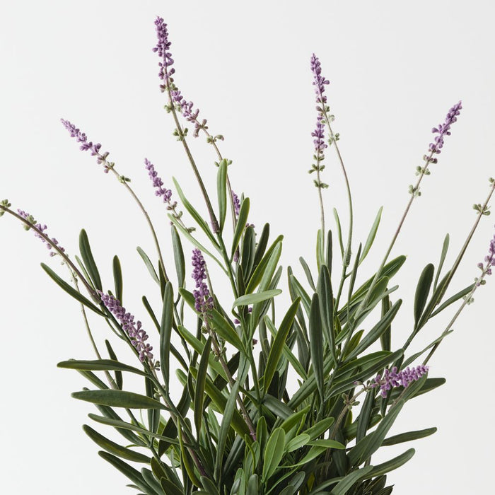 Artificial Lavender Plant 43cm Lilac - Pack of 4 - FLORA DESIGNS