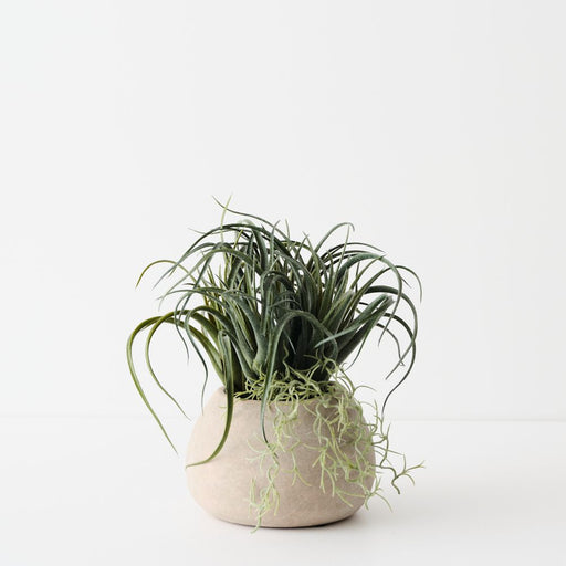 Artificial Tillandsia Plant 22cm Green - FLORA DESIGNS