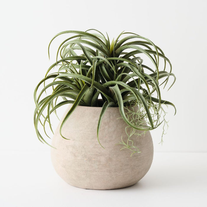 Artificial Tillandsia Plant 33cm Green - FLORA DESIGNS