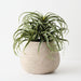 Artificial Tillandsia Plant 33cm Green - FLORA DESIGNS