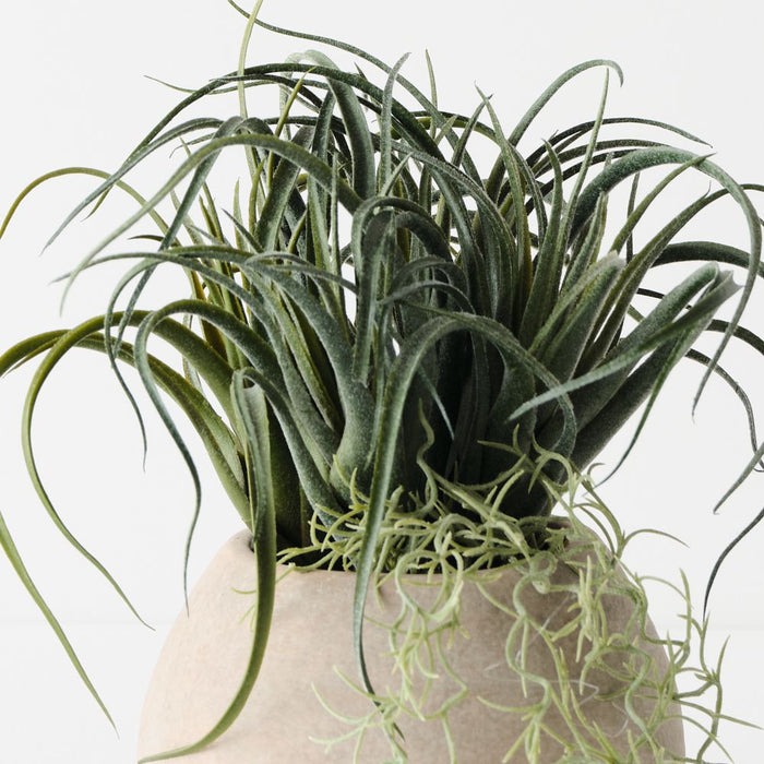Artificial Tillandsia Plant 33cm Green - FLORA DESIGNS