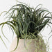 Artificial Tillandsia Plant 33cm Green - FLORA DESIGNS