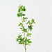 Artificial Blossom Bud Spray 104cm Green White - Pack of 12 - FLORA DESIGNS