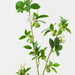 Artificial Blossom Bud Spray 104cm Green White - Pack of 12 - FLORA DESIGNS