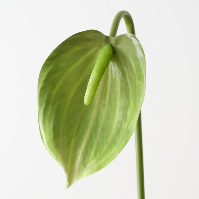 Artificial Anthurium 80cm Green - Pack of 12 - FLORA DESIGNS