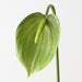 Artificial Anthurium 80cm Green - Pack of 12 - FLORA DESIGNS