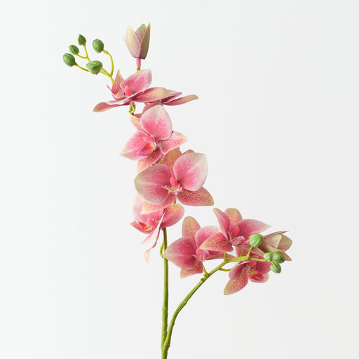 Artificial Phalaenopsis Orchid 84cm Mauve - FLORA DESIGNS