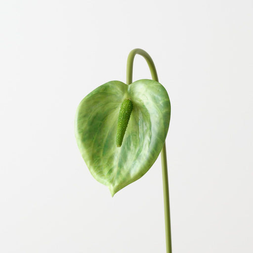 Artificial Anthurium 53cm Green - Pack of 12 - FLORA DESIGNS