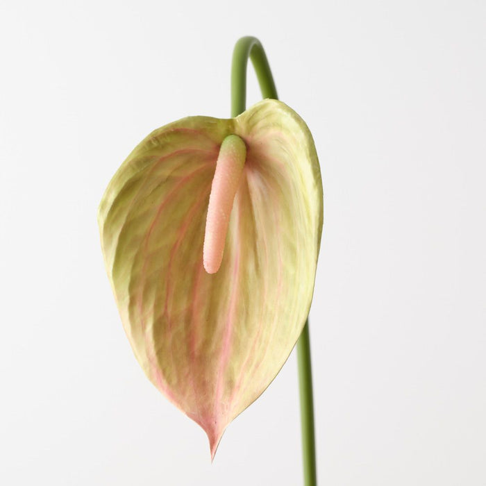 Artificial Anthurium 80cm Green Mauve - Pack of 12 - FLORA DESIGNS