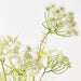 Artificial Queen Annes Lace Bundle 89cm White - Pack of 6 - FLORA DESIGNS