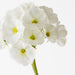 Artificial Primula Spray 74cm White - Pack of 12 - FLORA DESIGNS