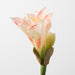 Artificial Amaryllis 74cm Coral Pink - Pack of 12 - FLORA DESIGNS