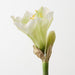 Artificial Amaryllis 74cm Light Green - Pack of 12 - FLORA DESIGNS