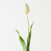 Artificial Dutch Tulip 69cm Cream - Pack of 12 - FLORA DESIGNS
