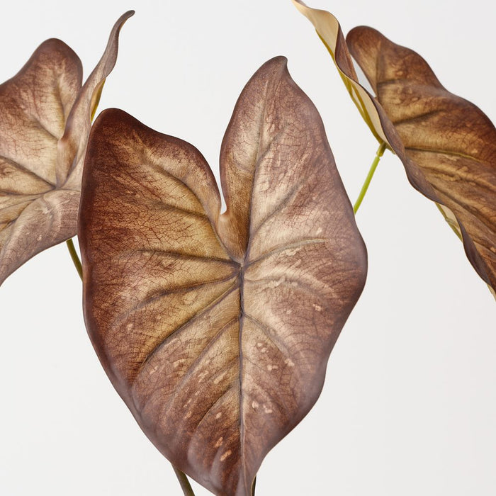 Artificial Caladium Leaf Bush 48cm Brown - Pack of 6 - FLORA DESIGNS
