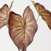 Artificial Caladium Leaf Bush 48cm Brown - Pack of 6 - FLORA DESIGNS