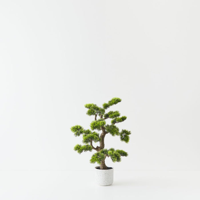 Artificial Japanese Pine Bonsai 66cm Green - FLORA DESIGNS