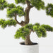 Artificial Japanese Pine Bonsai 66cm Green - FLORA DESIGNS