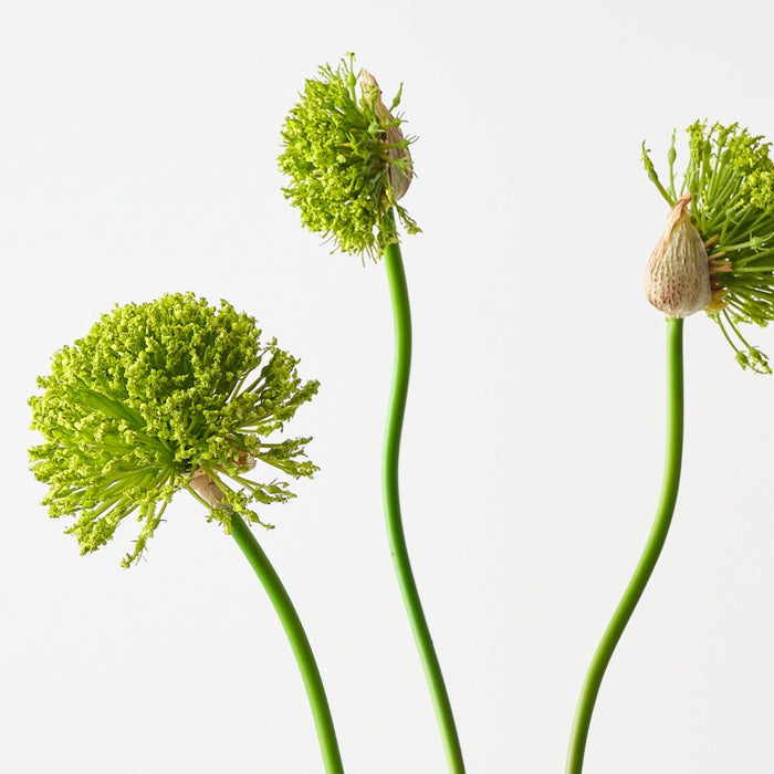 Artificial Allium Bundle 76cm Green - Pack of 12 - FLORA DESIGNS