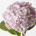 Artificial Hydrangea 56cm Dusty Pink - Pack of 12 - FLORA DESIGNS