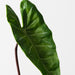 Artificial Alocasia Leaf 45cm Green - Pack of 12 - FLORA DESIGNS