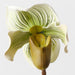 Artificial Lady Slipper Orchid 48cm Light Green - FLORA DESIGNS