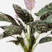 Artificial Calathea Bush 50cm Dark Green - Pack of 6 - FLORA DESIGNS
