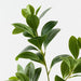 Artificial Peperomia Spray 69cm Green - Pack of 12 - FLORA DESIGNS