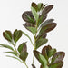 Artificial Peperomia Spray 69cm Eggplant Green - Pack of 12 - FLORA DESIGNS