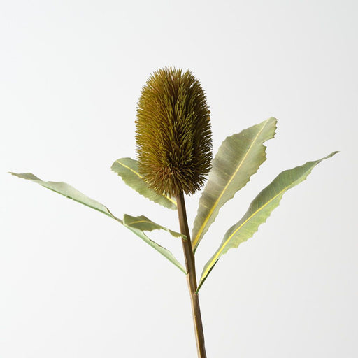 Artificial Banksia Robur 70cm Green - Pack of 12 - FLORA DESIGNS