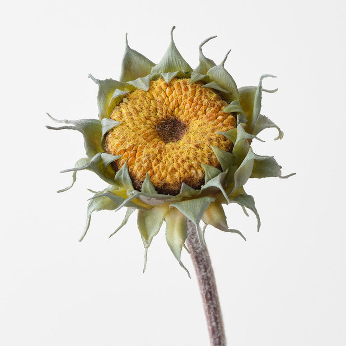 Artificial Sunflower Core 60cm Yellow Green - Pack of 12 - FLORA DESIGNS