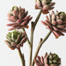 Artificial Echeveria Pick 45cm Pink Green - FLORA DESIGNS