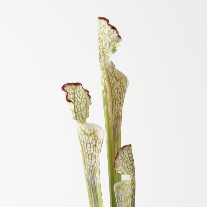 Artificial Pitcher Plant Spray 63cm Green Cream - Pack of 12 - FLORA DESIGNS
