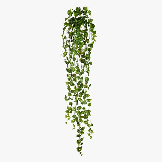 Pothos Hanging Bush Variegated 180cm - Pack of 4