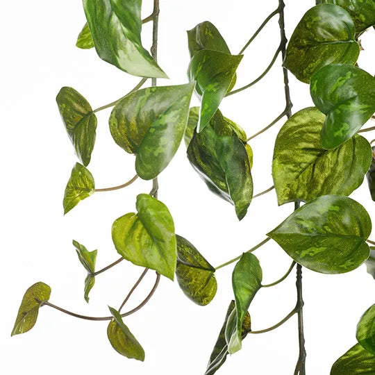 Pothos Hanging Bush Variegated 180cm - Pack of 4