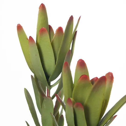 Protea Leucadendron Spray Green 82cm - Pack of 12