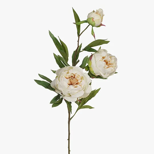 Peony Stem Cream 74cm - Pack of 12