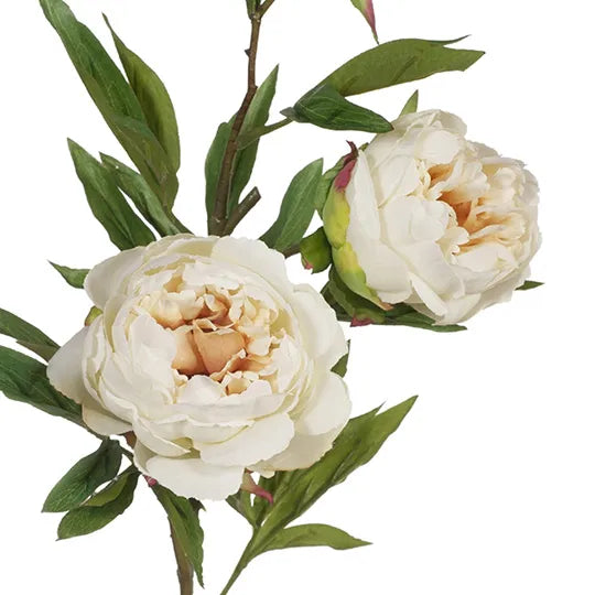 Peony Stem Cream 74cm - Pack of 12