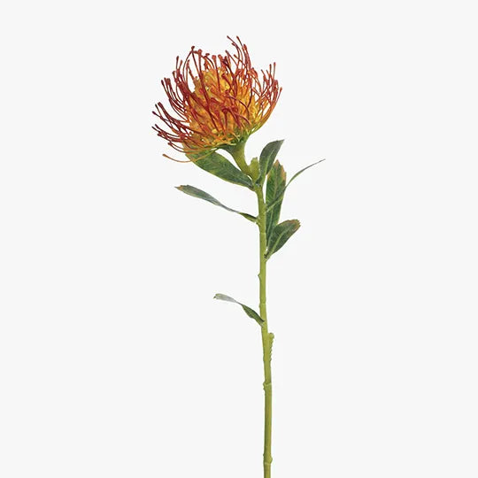Protea Leucospermum Burnt Orange 63cm - Pack of 12