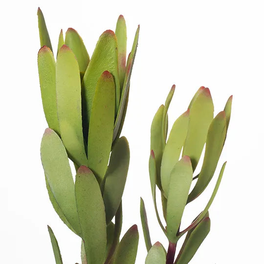 Protea Leucadendron Green 81cm - Pack of 12