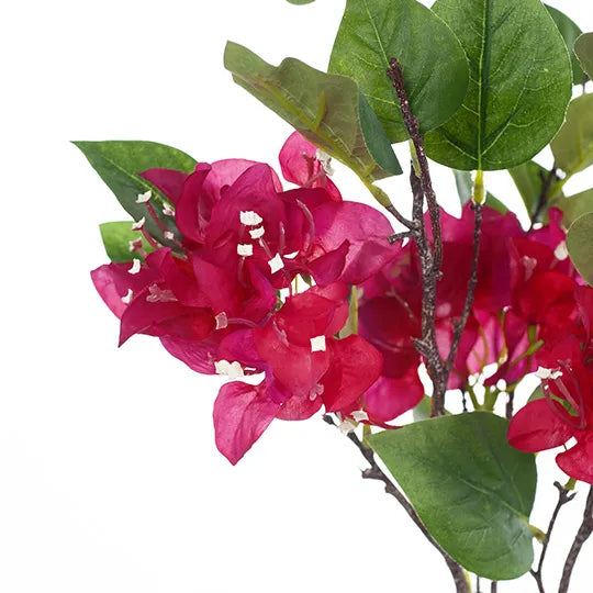 Bougainvillea Fuschia 105cm - Pack of 12