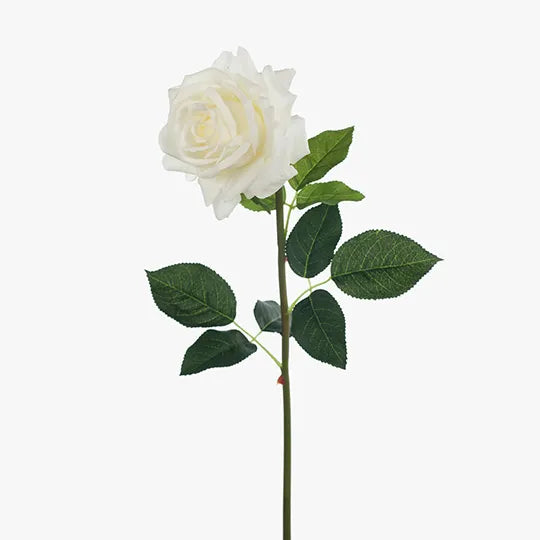 Rose Hannah White 75cm - Pack of 12