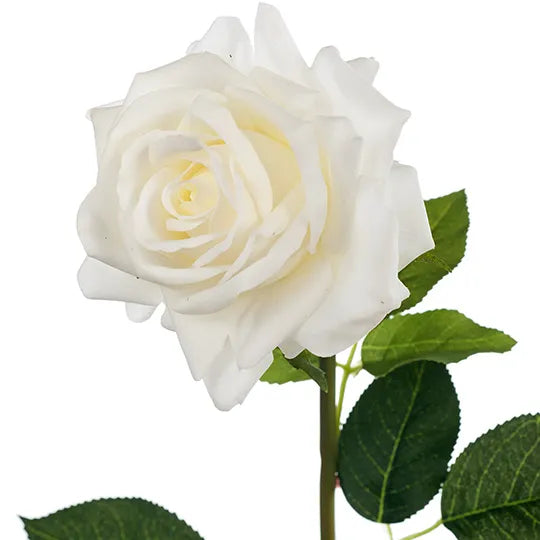 Rose Hannah White 75cm - Pack of 12