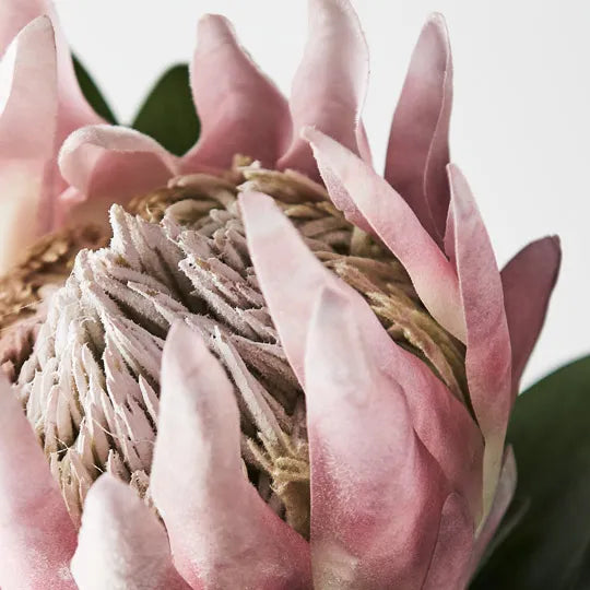Protea King Light Pink 73cm - Pack of 12