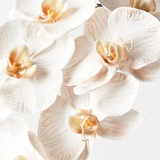Orchid Phalaenopsis Infused Dove 86cm Set of 12