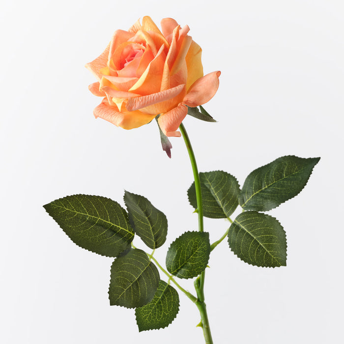 Rose Kim Orange 65cm Pack of 12