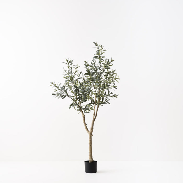 Olive Tree (w/o fruit) Grey Green 180cm